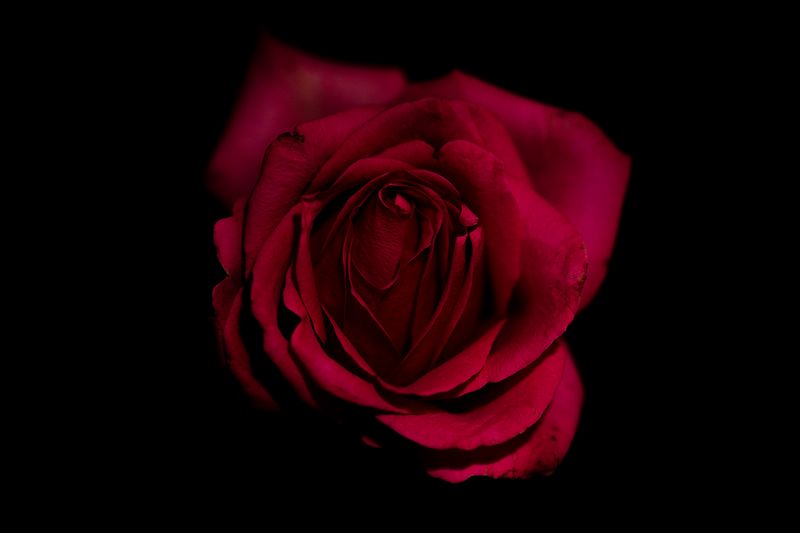 Dark red rose