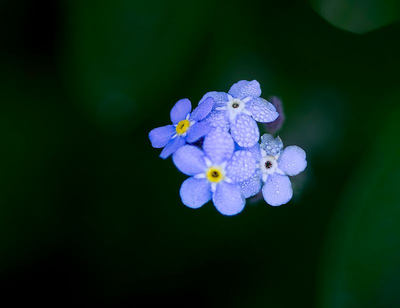 Forget-Me-Not with Raindrops