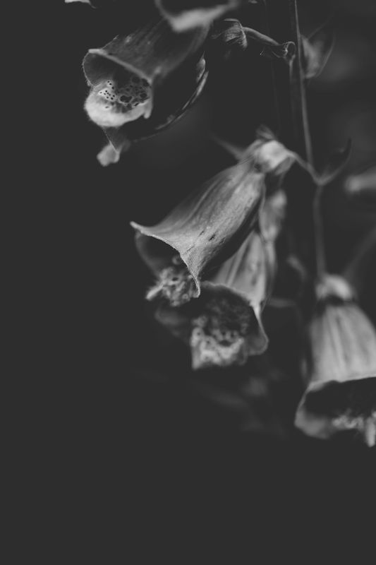 Dark Foxglove