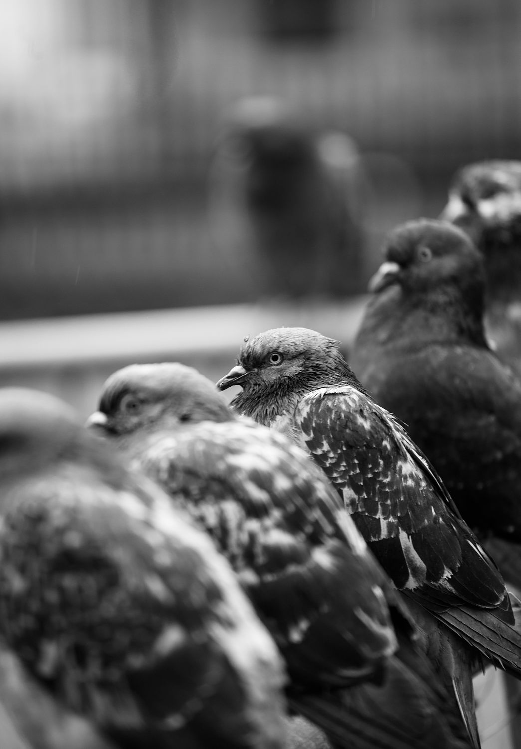 Pigeons in a Row