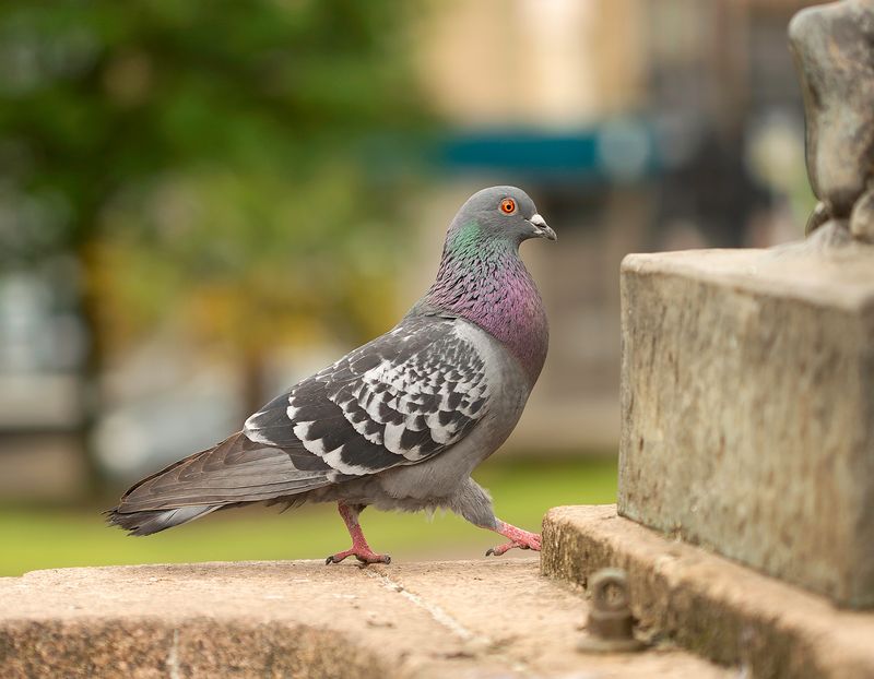 Town Pigeon