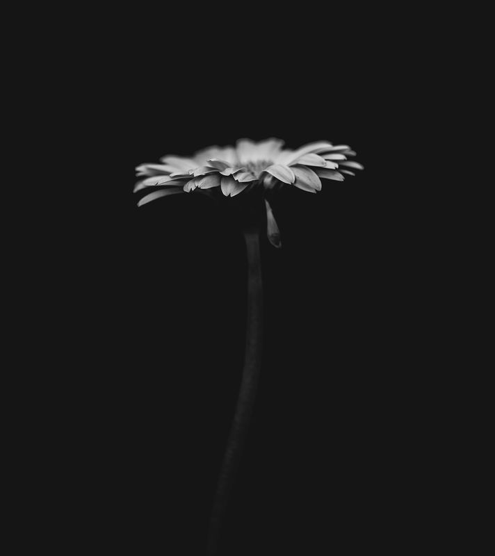 Dark Daisy