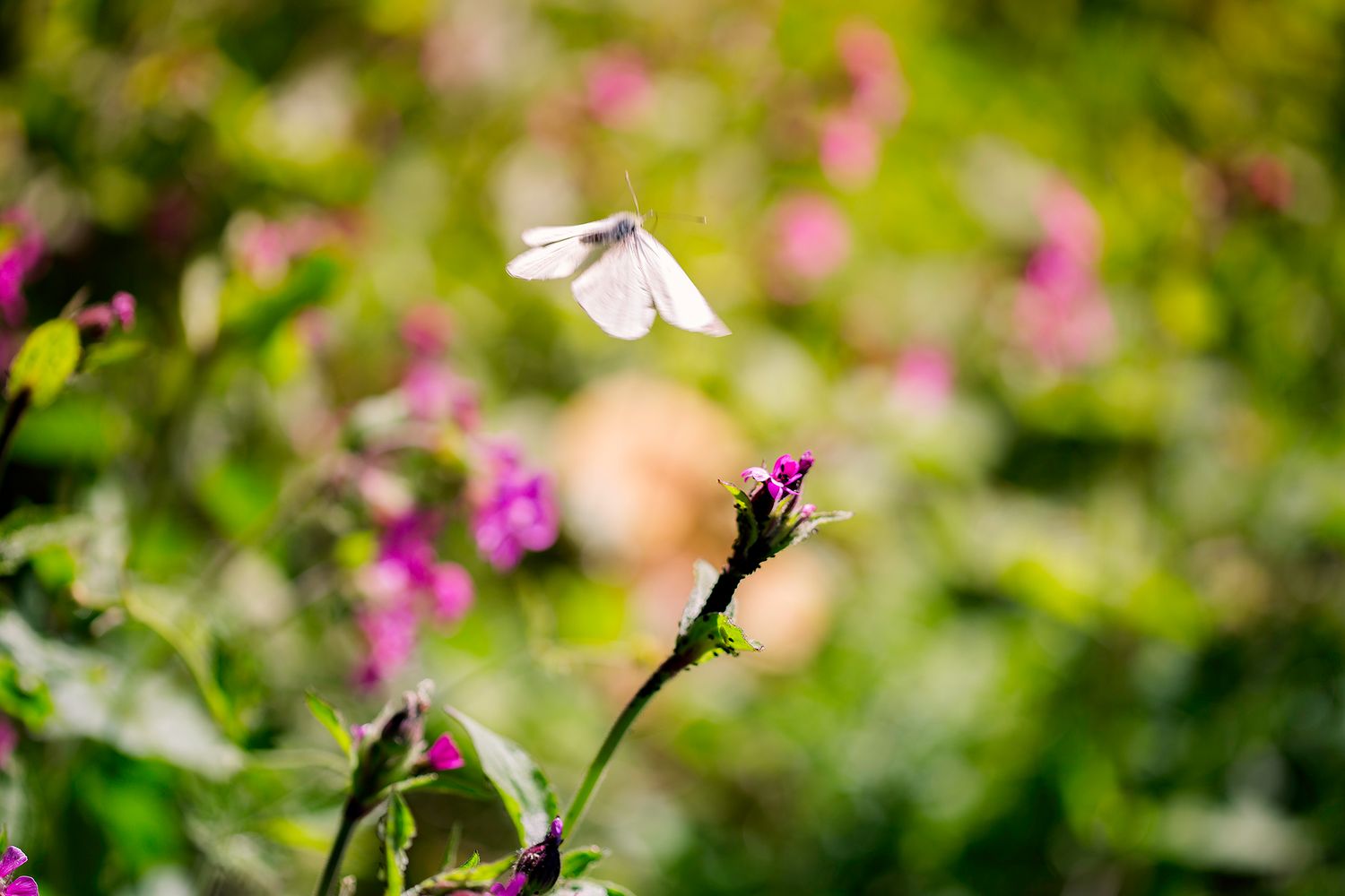 Butterfly in Flight