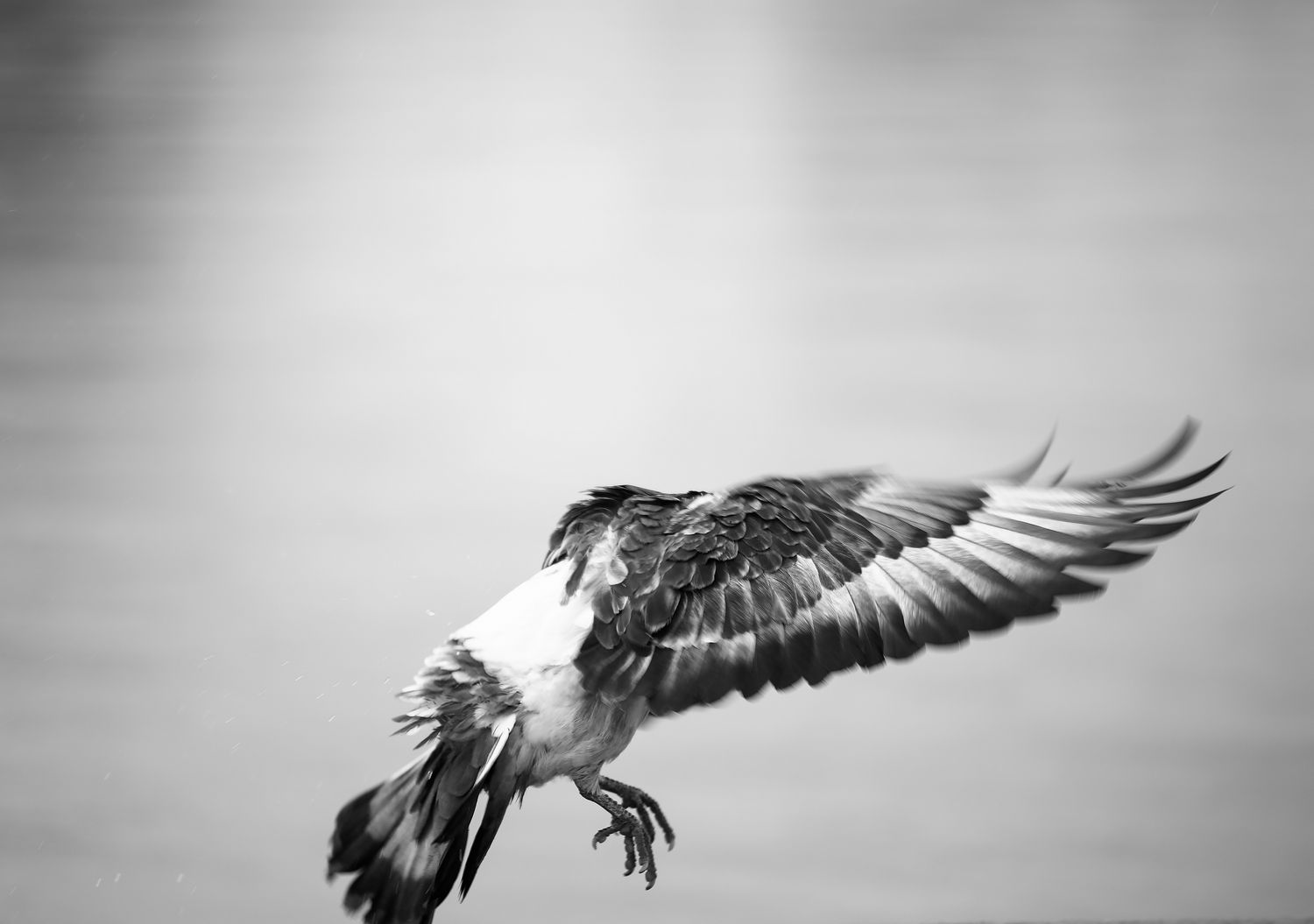 Pigeon in Flight