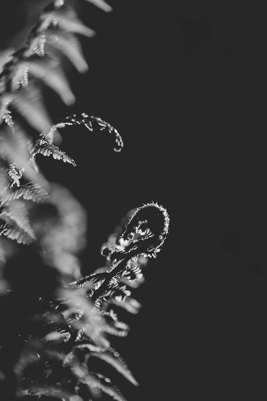 Dark Fern
