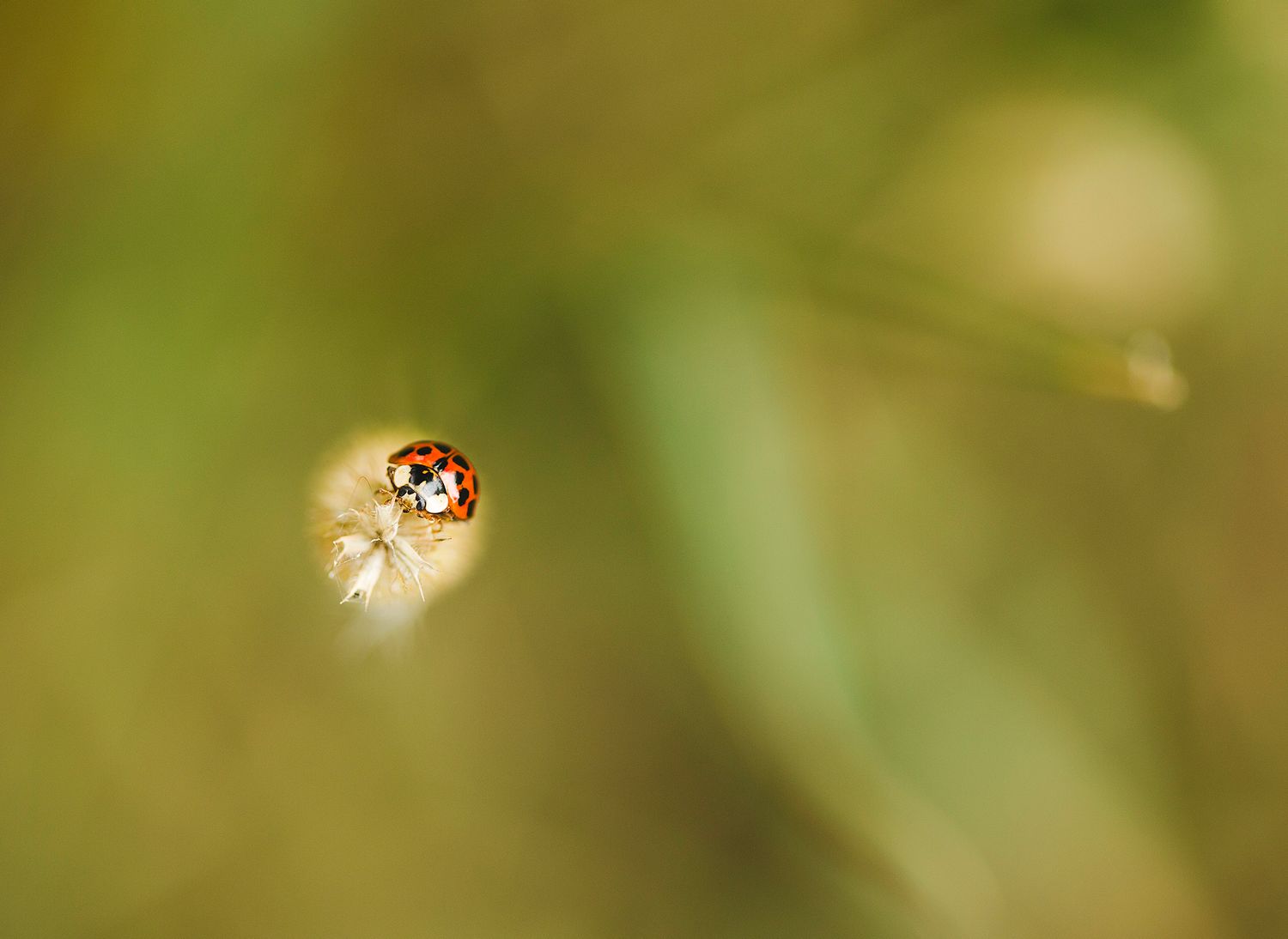 Ladybird Climbing Grass