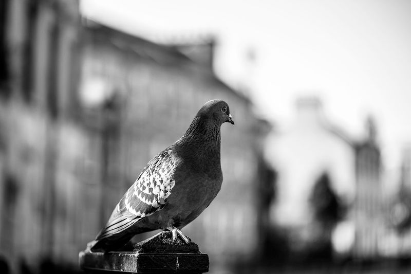 Riverside Pigeon