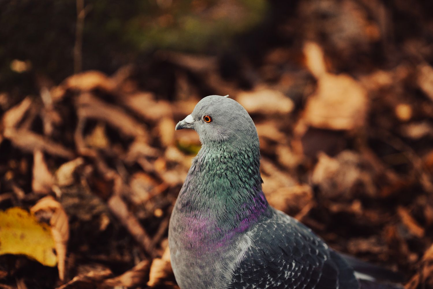 Autumn Pigeon