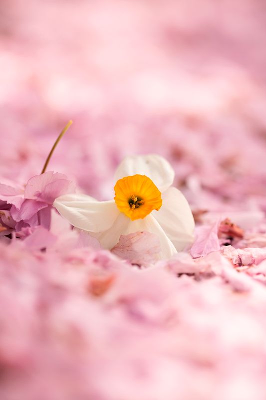 Daffodil in Blossoms