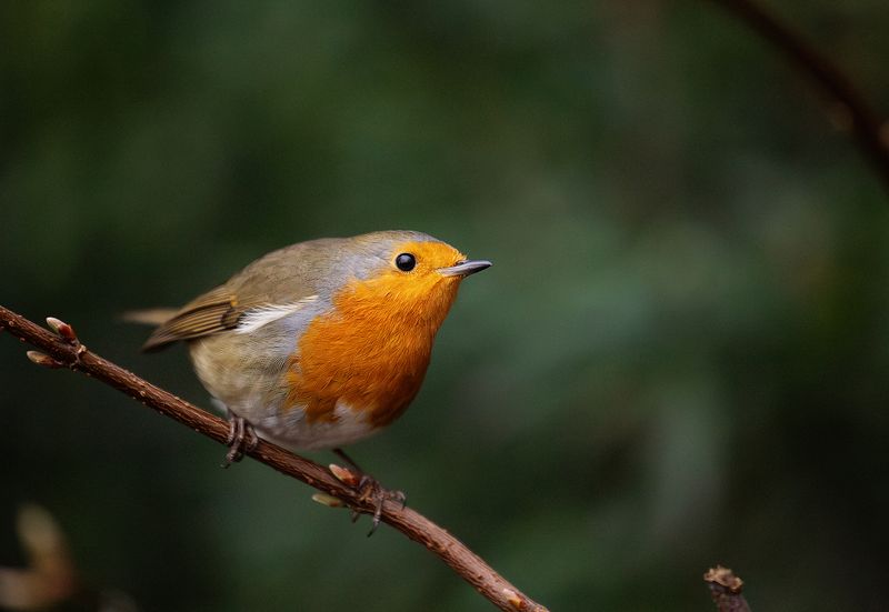 Robin in Barshaw