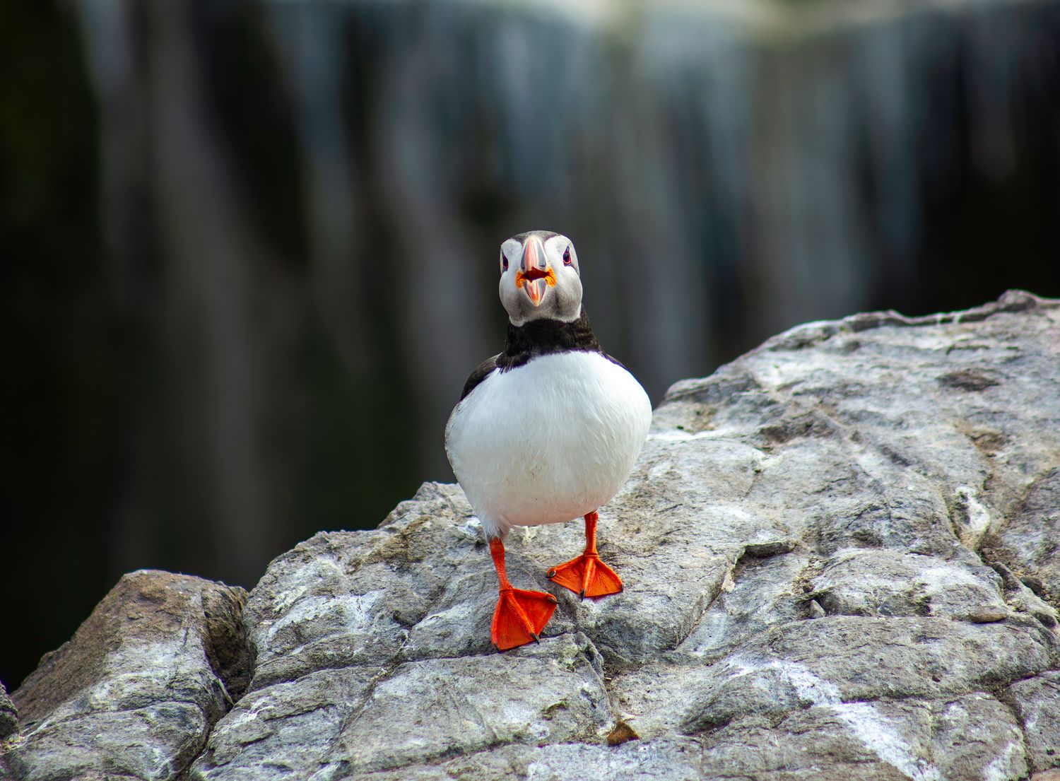 Happy Puffin