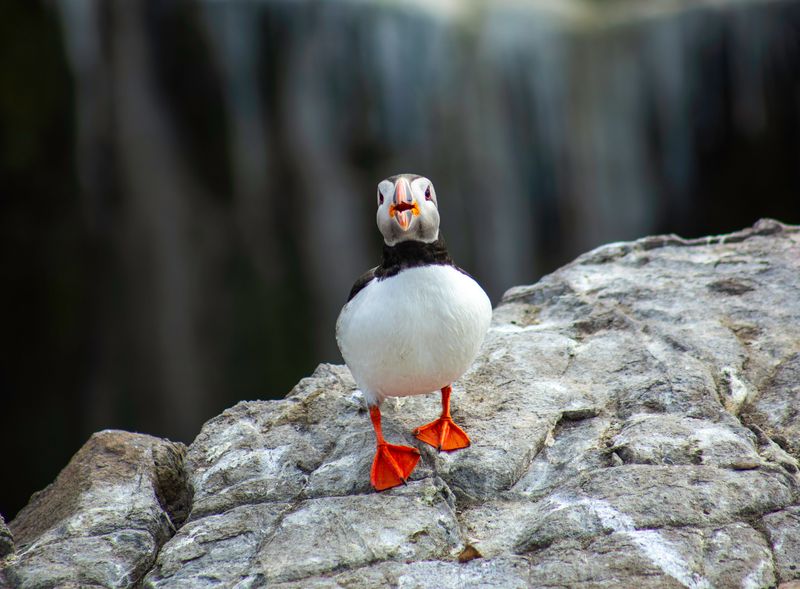 Happy Puffin