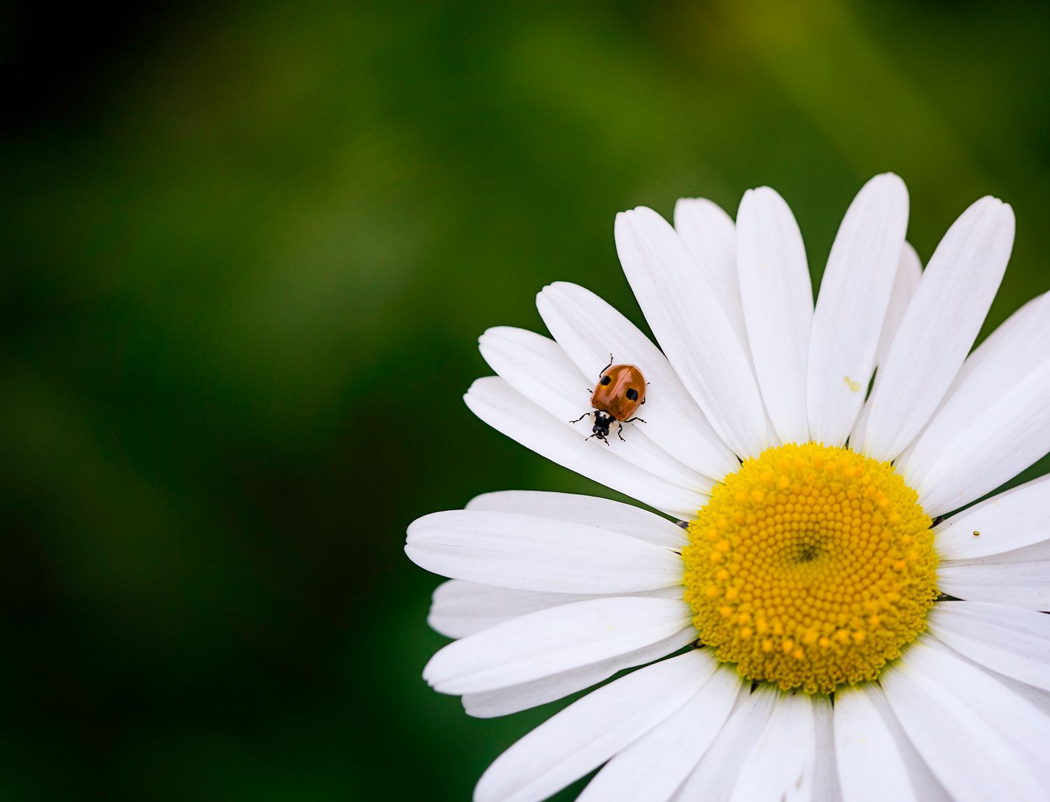 Ladybird on a Daisy