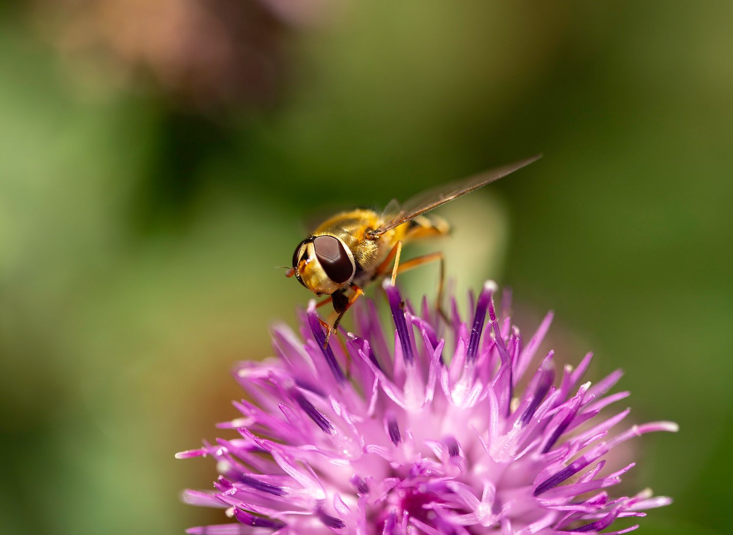 Hoverfly on a Thistle