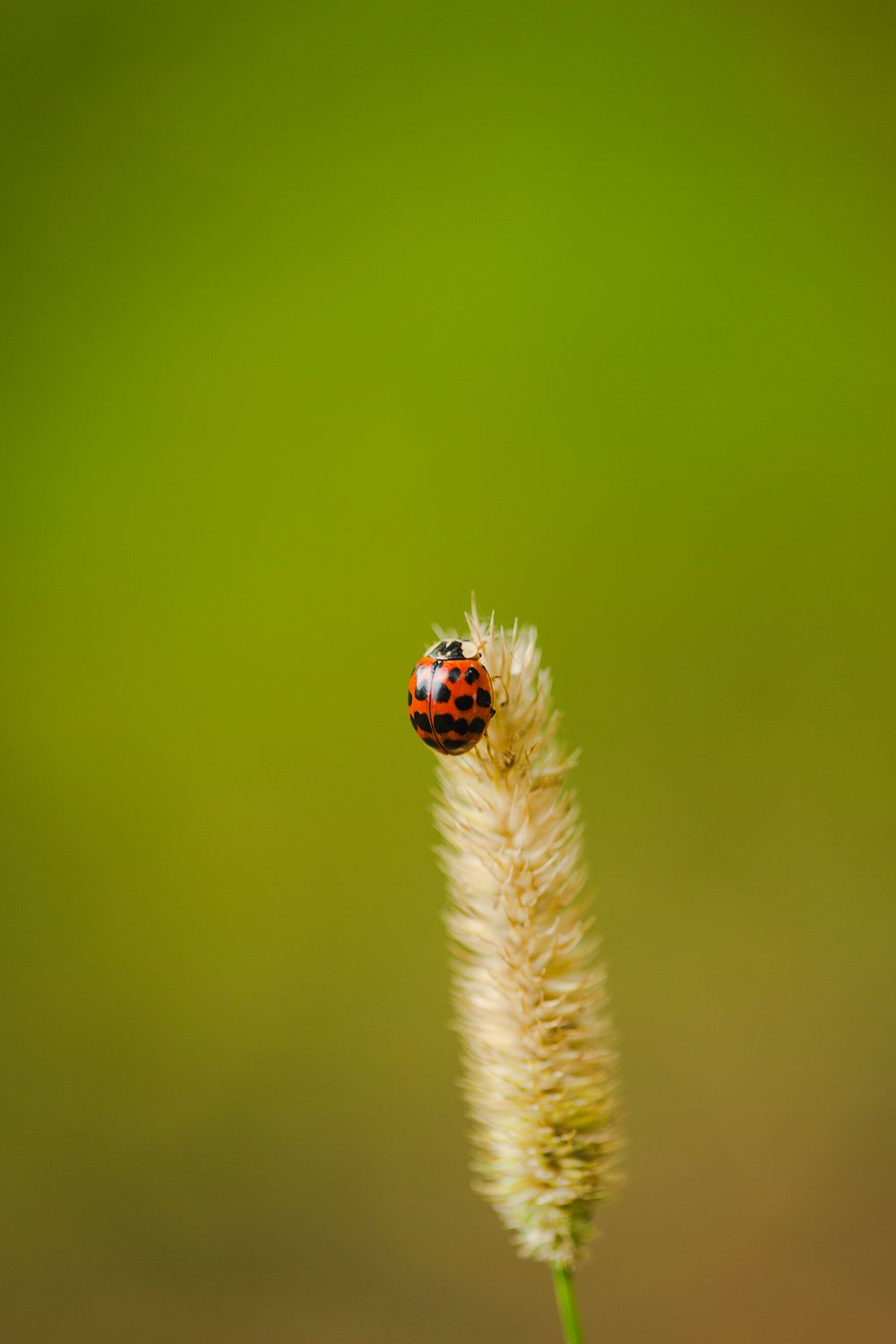 Ladybird on Grass
