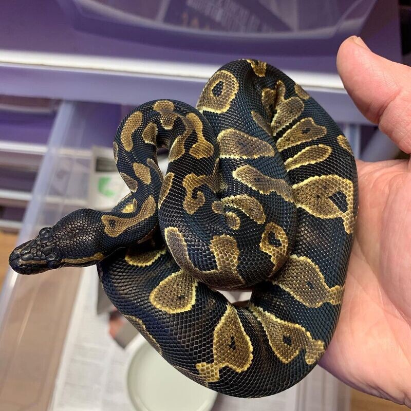 Ball python