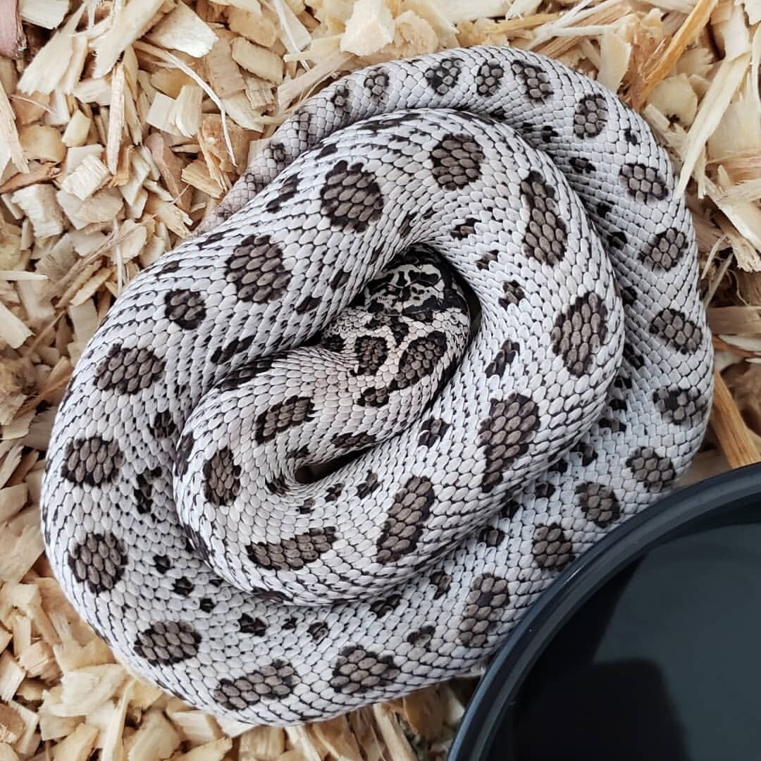Hognose snake