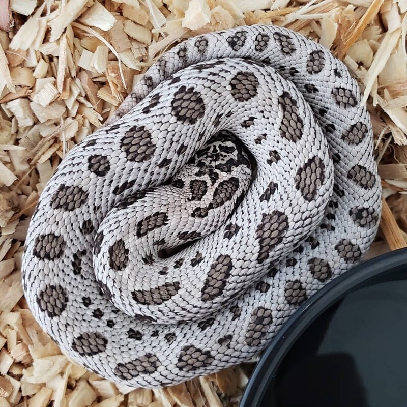 Hognose snake