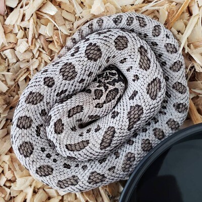 Hognose snake