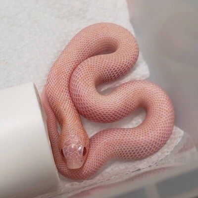 Albino Hognose snake