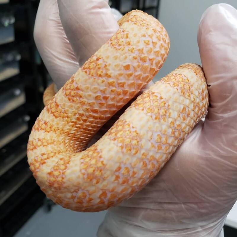 albino hognose snake