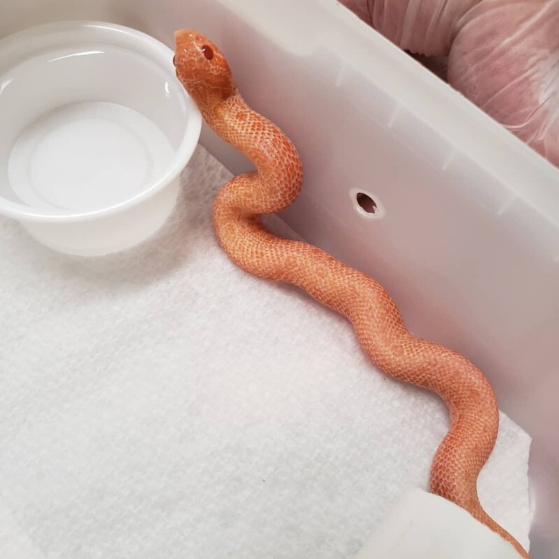 Albino Anaconda Hognose Snake