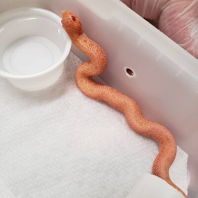 Albino Anaconda Hognose Snake