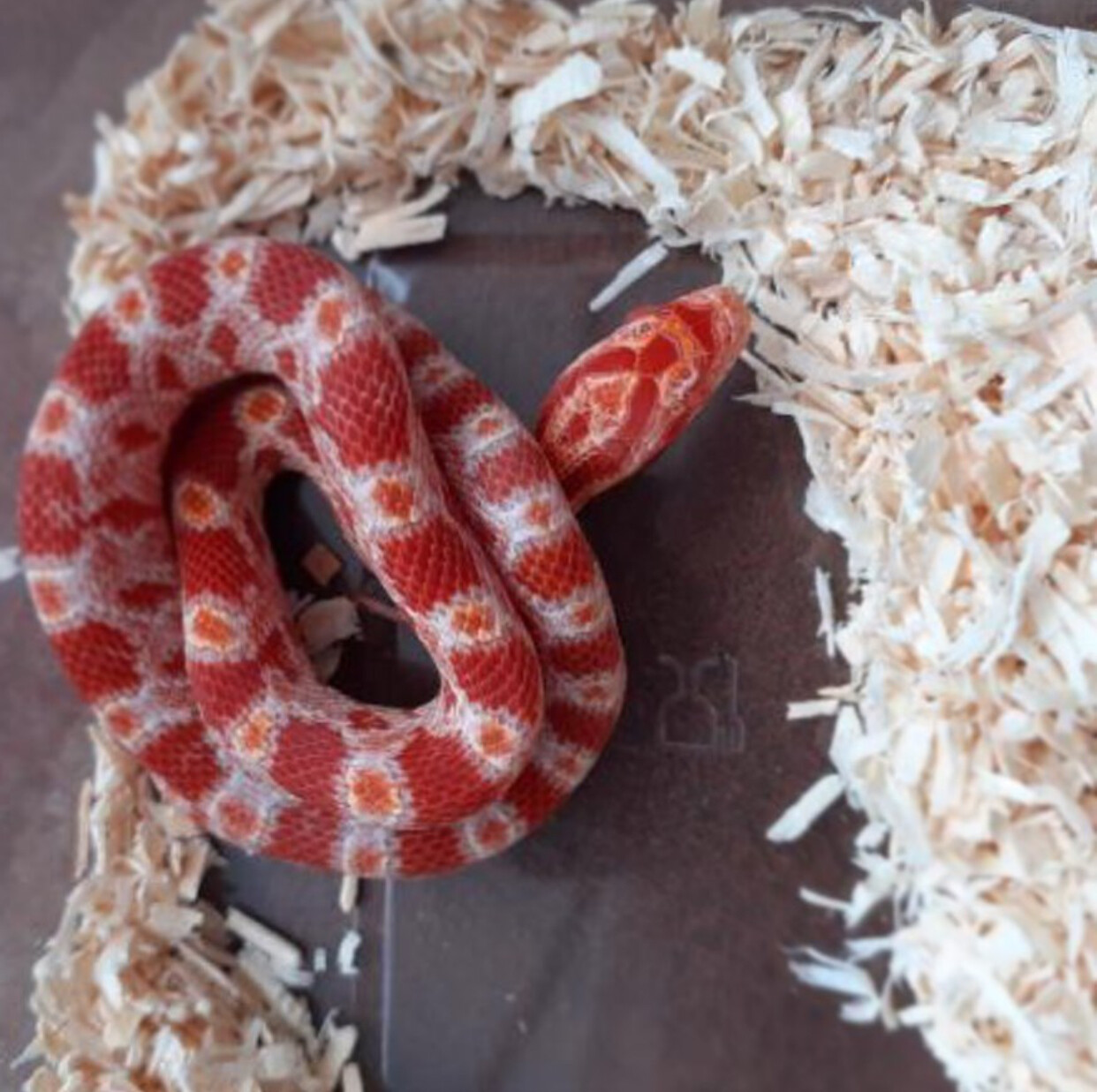 Albino Corn Snake
