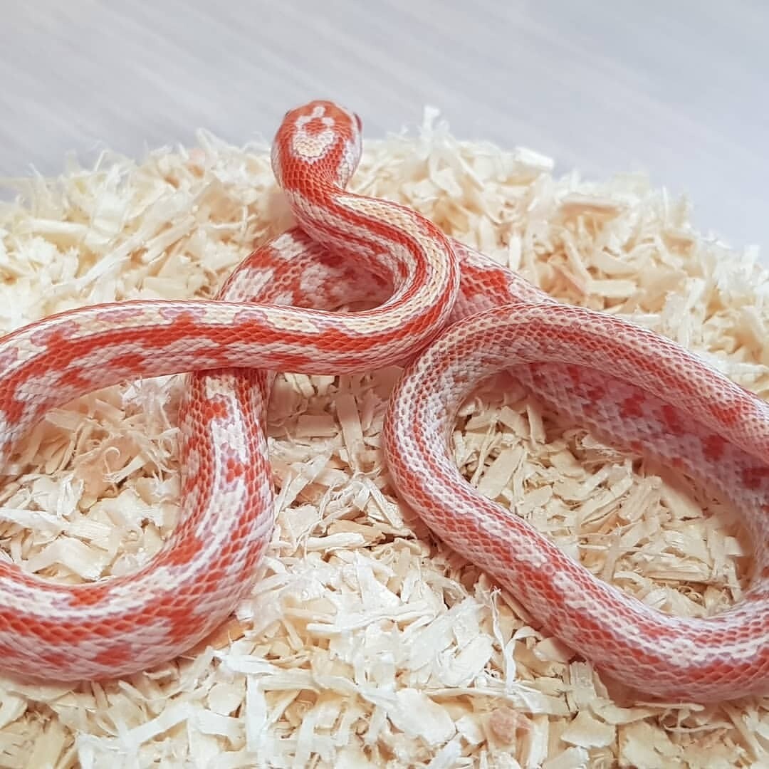 Anery Corn Snake
