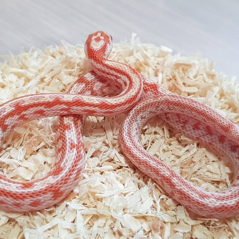 Anery Corn Snake