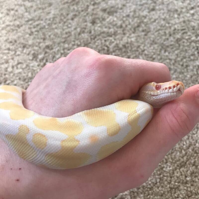 Baby Albino Spider Ball Python