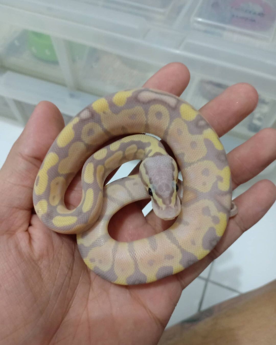 Baby Spotnose Ball Python