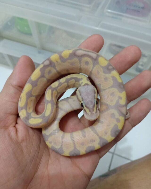 Baby Spotnose Ball Python