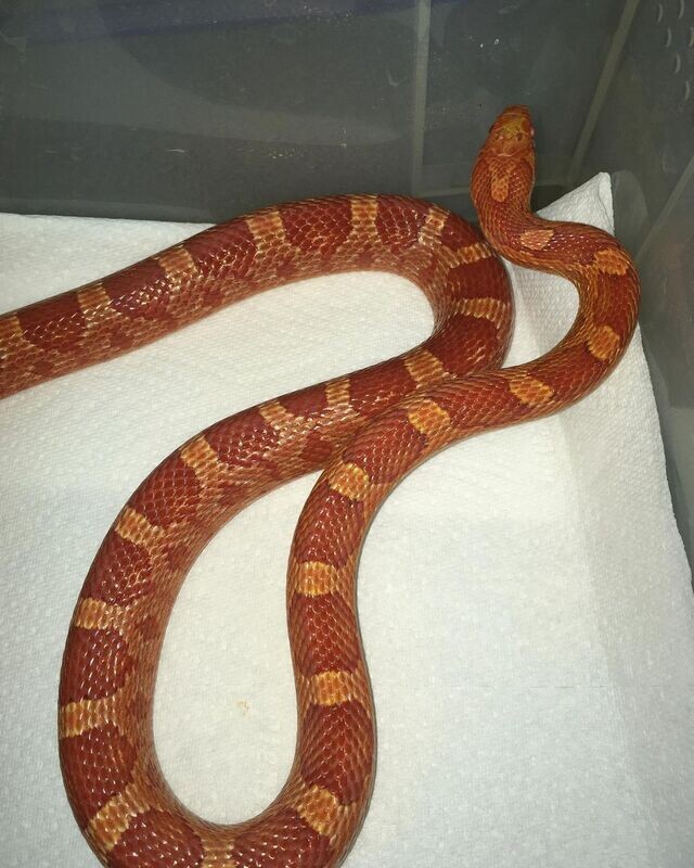 Okeetee Corn Snake