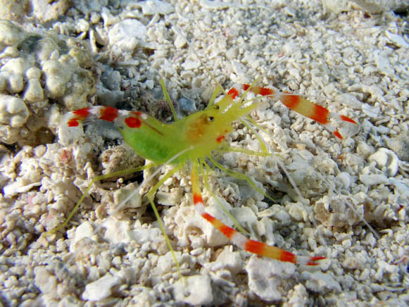 Gold Coral Banded Shrimp