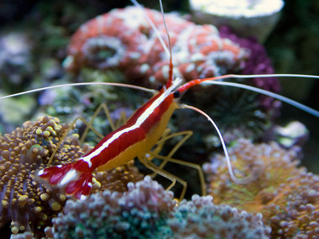 Skunk Cleaner Shrimp