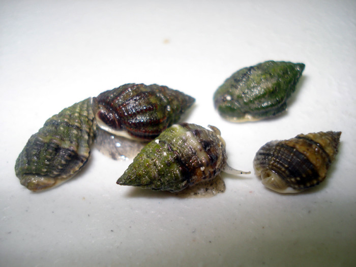 Nassarius snail noredfilm