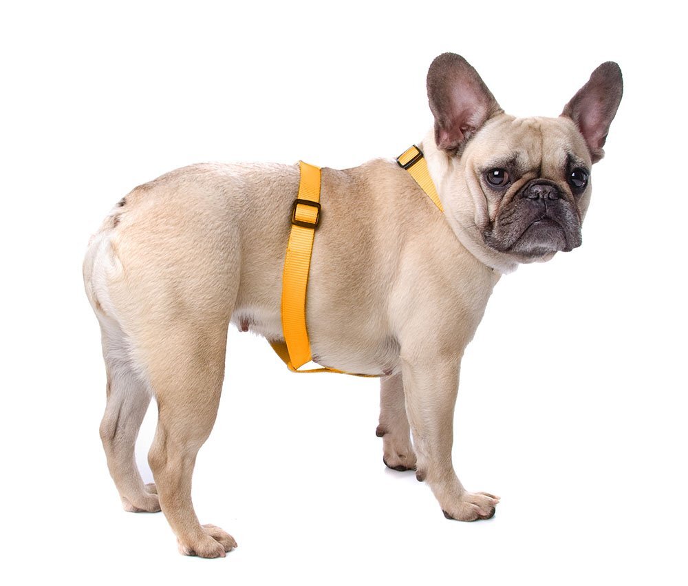 Yellow Harness