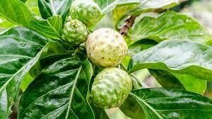 Noni Fruit Pack of 6
