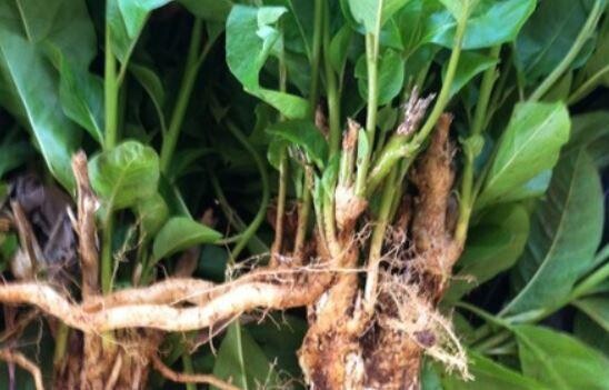 Guinea Hen Root Pack of 6