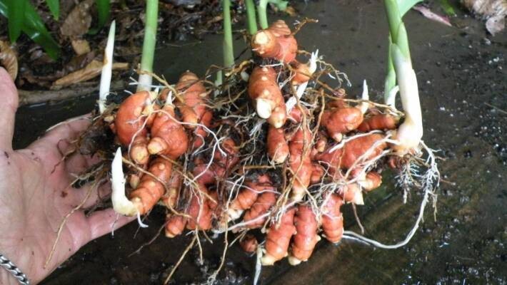 1 Lb Turmeric Root 100% Pure