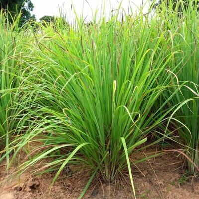 Lemon Grass 1lb. Bulk Bag