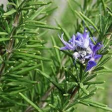Rosemary Leaf Whole  1 lb. Bulk Bag