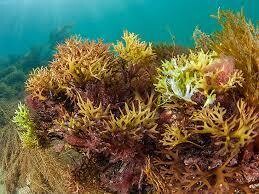 SEA MOSS (RAW) 2 lb