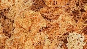 SEA MOSS (RAW) 2 lb