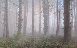 Jon Klein - Fir Trees in Fog- Stretched Canvas Print - 22x46