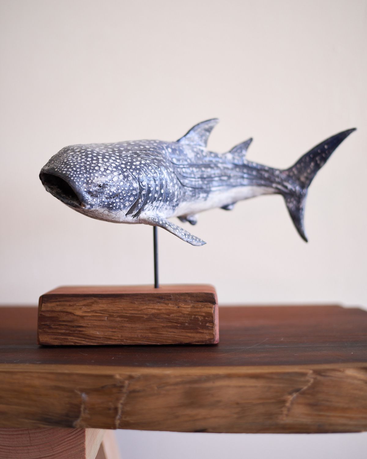 Kristin Gordon, Whale Shark