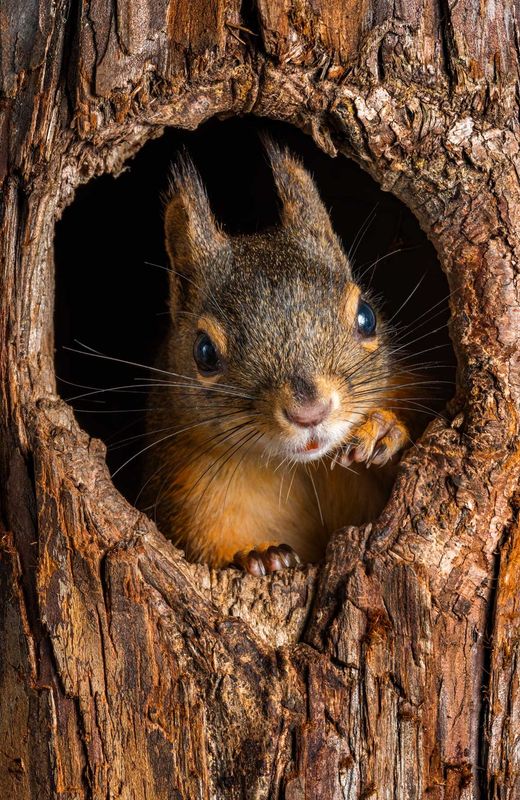 Klein - Douglas Squirrel - 12x18" metal print with French cleat