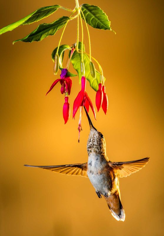 Klein - Hummingbird and Fuchsia - 12x18" metal print with French cleat