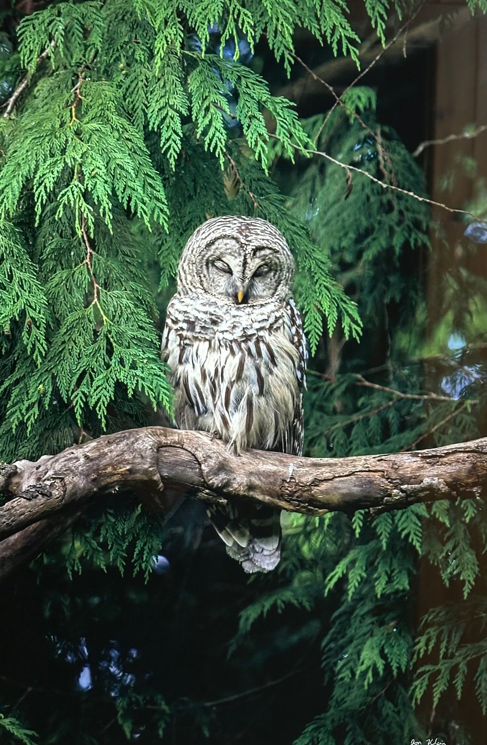 Klein - Sleeping Barred Owl - 12x18" metal print